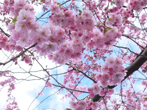 スウェーデンの桜