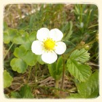 blomma