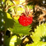 Wild strawberry