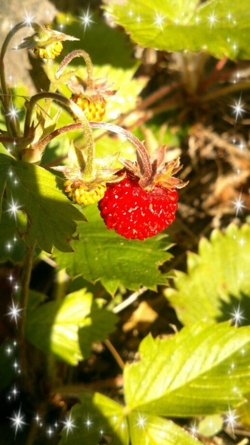 Wild strawberry