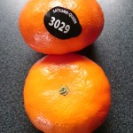 satsuma