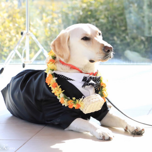 犬用リングドッグ用リングピロー結婚式ラブラドールレトリバー