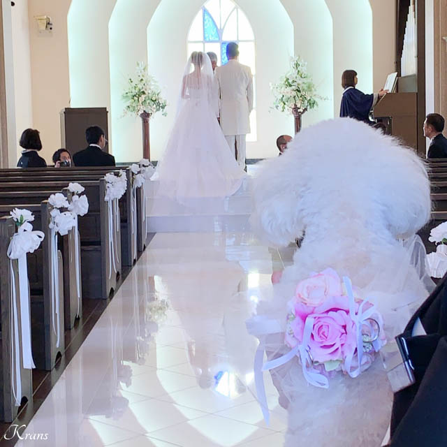 トイプードル結婚式ウェディングドッグ