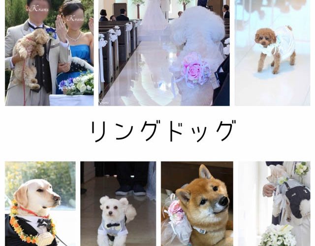 リングドッグ（愛犬と一緒の結婚式）が大成功する方法