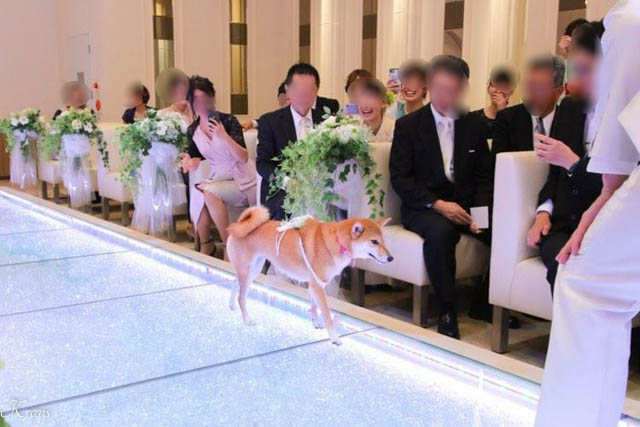 結婚式リングドッグ柴犬ちゃん２