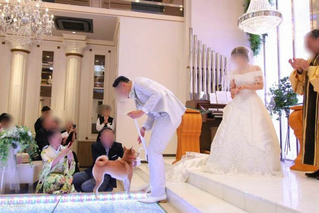 結婚式リングドッグ柴犬ちゃん３