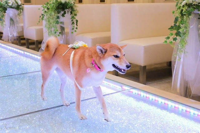 結婚式リングドッグ柴犬ちゃん４