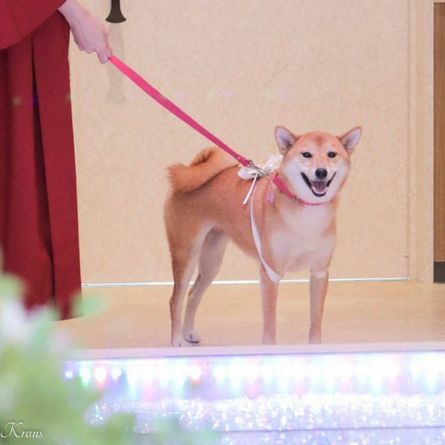 結婚式リングドッグ柴犬ちゃん５