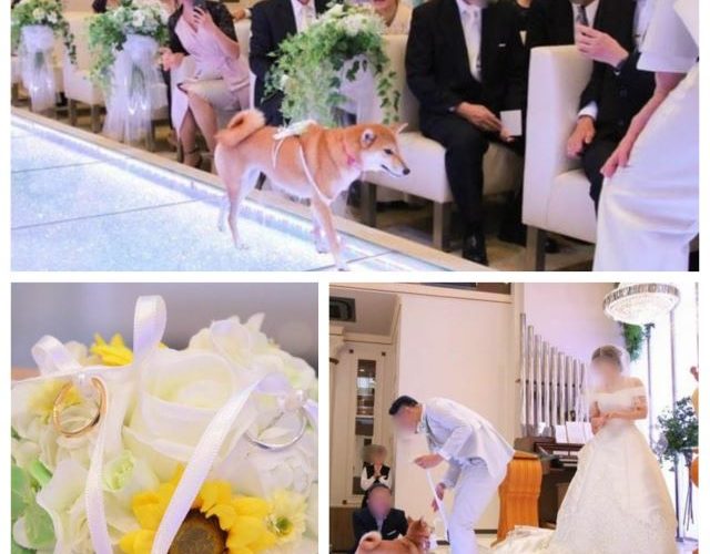 結婚式リングドッグ柴犬ちゃん１