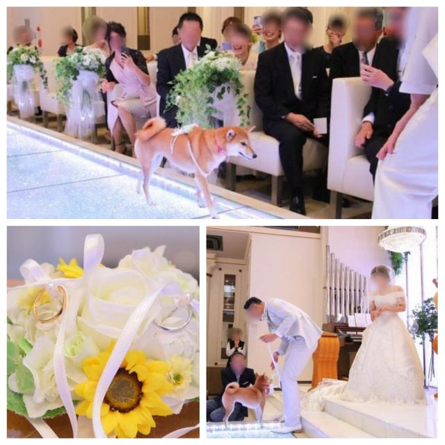 結婚式リングドッグ柴犬ちゃん１