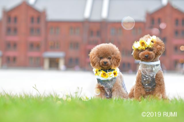 幸せのバトン Photo Gallery 愛犬用花冠 首飾り N様 くるみちゃん ラン君