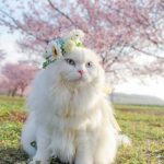 猫うさぎ犬ペット用花かんむり