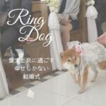 2024・2025年版【リュック型】リングドッグ用リングピロー徹底解説！