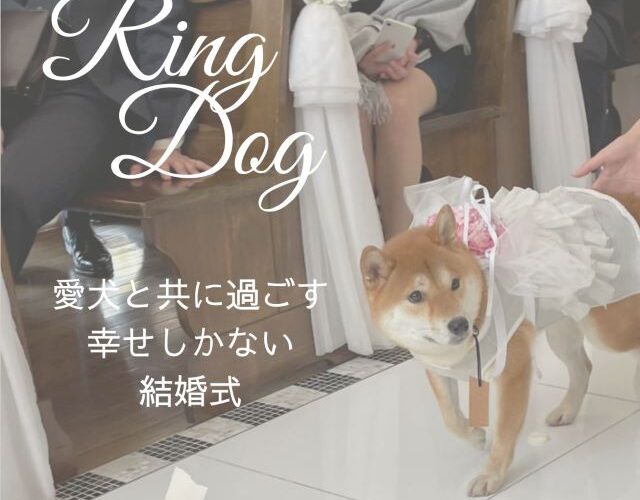 リングドッグ柴犬