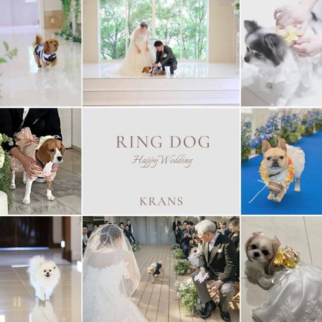 リングドッグ　犬　結婚式　