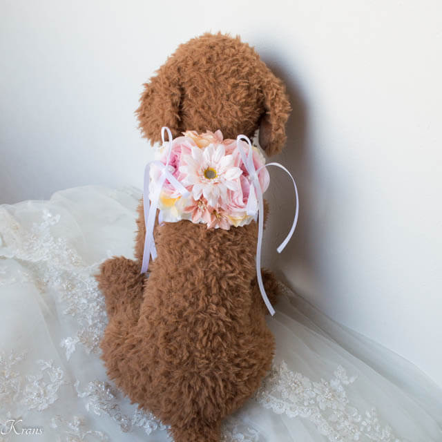 犬　結婚式　衣装　リングドッグ　おすすめ11